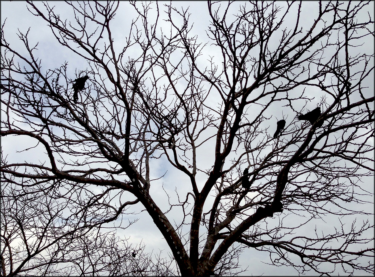 Birds in Winter Tree Photography © Felipe Adan Lerma