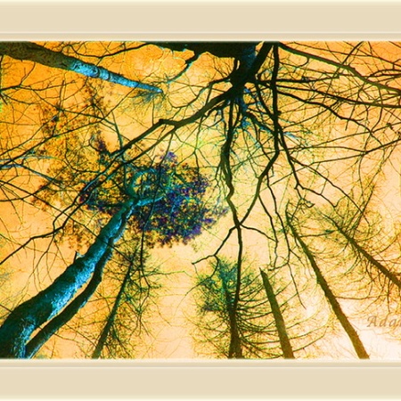 Orange Sky Tree Tops, Digital Art ©Felipe Adan Lerma https://felipeadan-lerma.pixels.com/featured/orange-sky-tree-tops-felipe-adan-lerma.html
